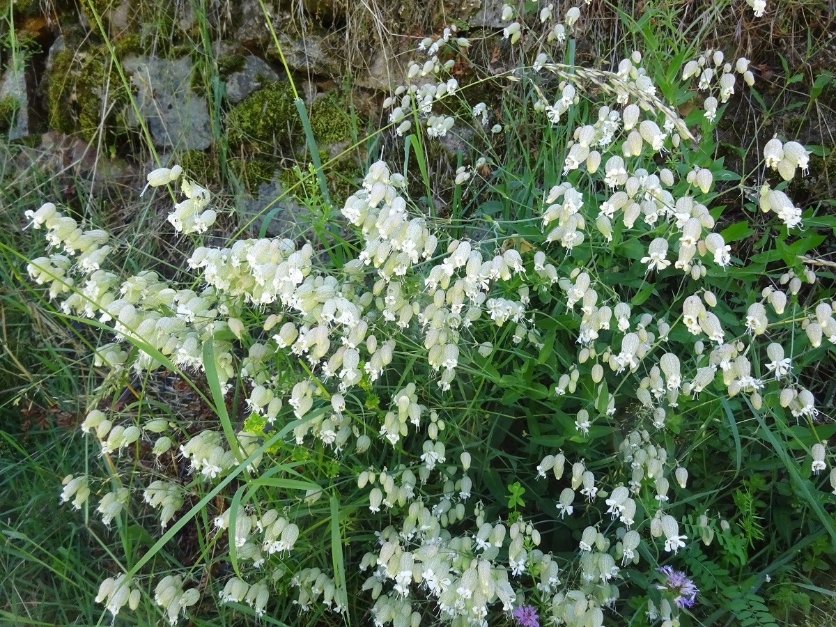 Silene vulgaris subsp. vulgaris (Caryophyllaceae)
